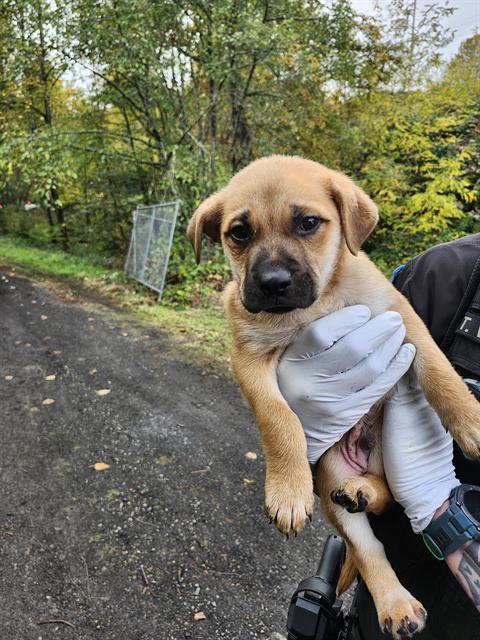 Shelter Stray Male Dog last seen Near BLOCK MYERS WAY S, SEATTLE WA 98108, 21615 64th Ave S, Kent, WA 98032, USA