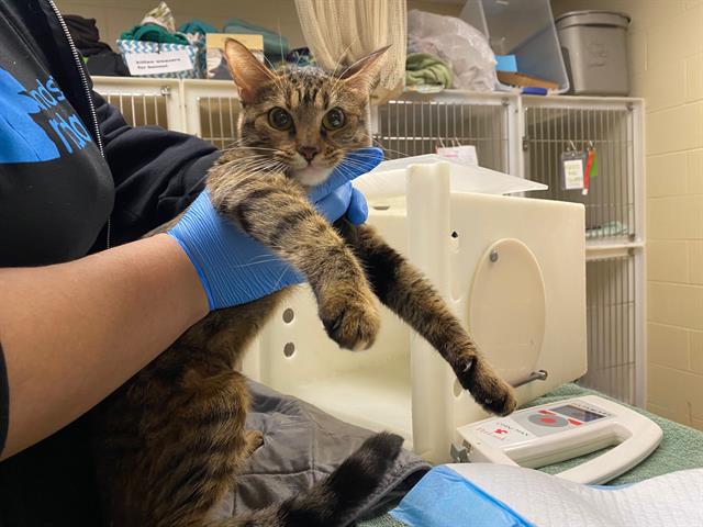 Shelter Stray Female Cat last seen Near BLOCK N 53RD ST, 3839 W Burnham St, West Milwaukee, WI 53215, USA