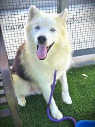 Shelter Stray Male Dog last seen , 1850 W 60th St, Los Angeles, CA 90047, USA