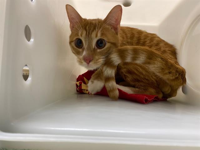 Shelter Stray Male Cat last seen Near BLOCK N 53RD ST, 3839 W Burnham St, West Milwaukee, WI 53215, USA