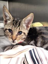 Shelter Stray Male Cat last seen , 1850 W 60th St, Los Angeles, CA 90047, USA