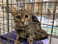 Shelter Stray Unknown Cat last seen Near BLOCK N 53RD ST, 3839 W Burnham St, West Milwaukee, WI 53215, USA
