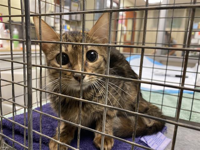 Shelter Stray Unknown Cat last seen Near BLOCK N 53RD ST, 3839 W Burnham St, West Milwaukee, WI 53215, USA