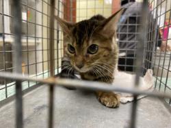 Shelter Stray Unknown Cat last seen Near BLOCK N 53RD ST, 3839 W Burnham St, West Milwaukee, WI 53215, USA