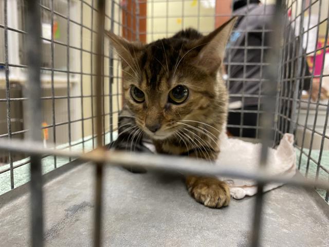 Shelter Stray Unknown Cat last seen Near BLOCK N 53RD ST, 3839 W Burnham St, West Milwaukee, WI 53215, USA