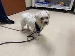 Shelter Stray Male Dog last seen UNKNOWN, 3839 W Burnham St, West Milwaukee, WI 53215, USA