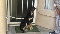 Shelter Stray Female Dog last seen Near BLOCK GEORGIANA CT, PERRIS, CA, 227 N D St, Perris, CA 92570, USA