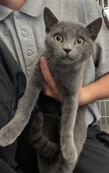 Shelter Stray Male Cat last seen Near BLOCK SANTO TOMAS, 227 N D St, Perris, CA 92570, USA