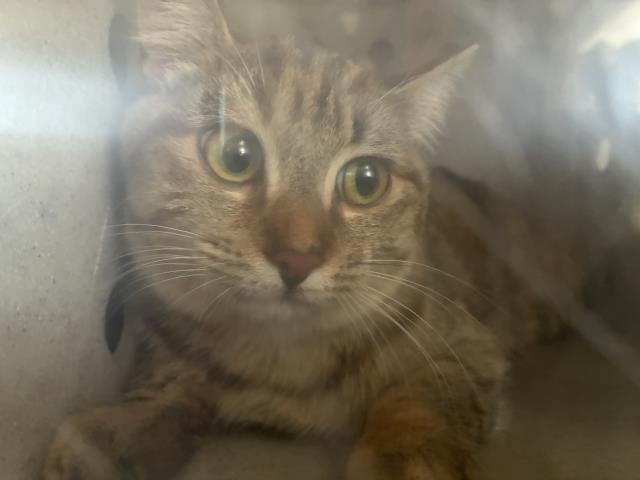 Shelter Stray Female Cat last seen Near BLOCK AMETHYST, 227 N D St, Perris, CA 92570, USA