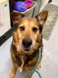Shelter Stray Male Dog last seen Near BLOCK KLONDIKE LANE, 3528 Newburg Rd, Louisville, KY 40218, USA