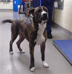 Shelter Stray Male Dog last seen Near BLOCK N WABASH ST, DENVER CO 80220, 1241 W Bayaud Ave, Denver, CO 80223, USA
