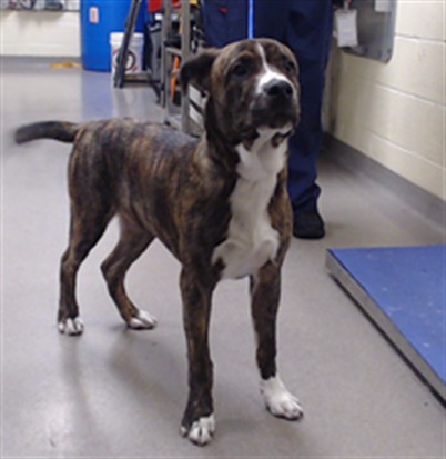 Shelter Stray Male Dog last seen Near BLOCK N WABASH ST, DENVER CO 80220, 1241 W Bayaud Ave, Denver, CO 80223, USA