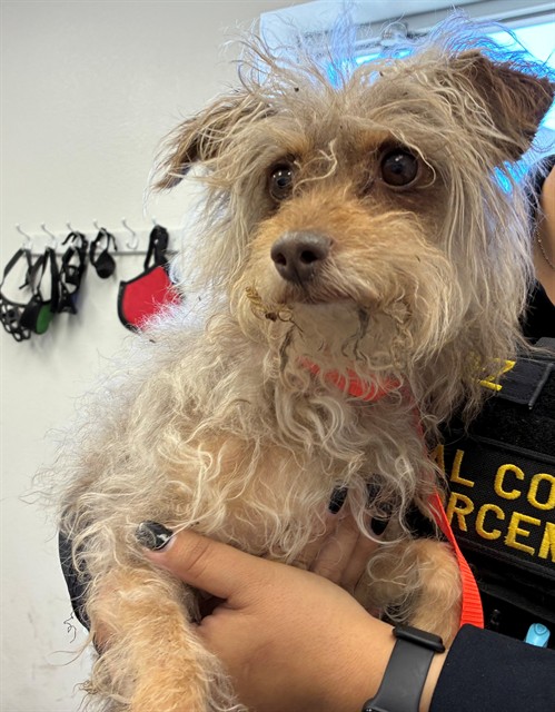Shelter Stray Male Dog last seen ELLSWORTH RD AND UNIVERSITY DR, 1920 S Lewis, Mesa, AZ 85210, USA
