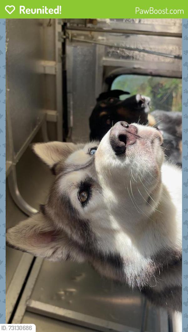 Reunited Female Dog last seen Near Pleasant Ridge Rd, Summerfield, NC 27358, USA, Summerfield, NC 27358