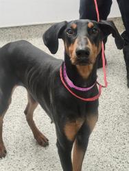 Shelter Stray Female Dog last seen Near BLOCK S BEATRICE ST DETROIT MI 48217, 1431 E Ferry St, Detroit, MI 48211, USA