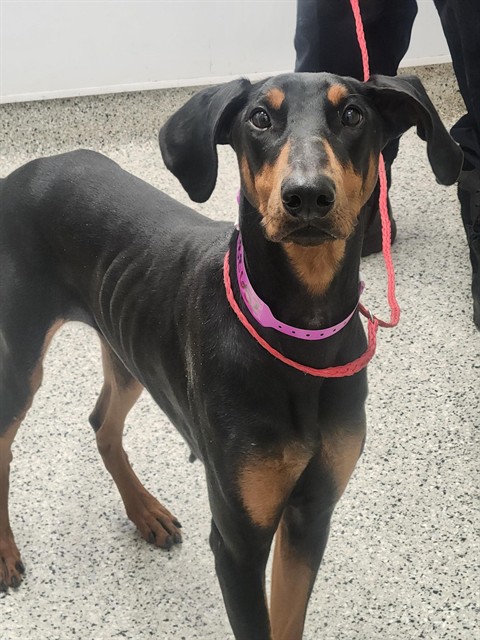 Shelter Stray Female Dog last seen Near BLOCK S BEATRICE ST DETROIT MI 48217, 1431 E Ferry St, Detroit, MI 48211, USA