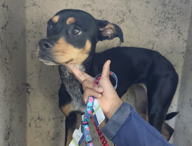 Shelter Stray Female Dog last seen Near BLOCK PLAINVIEW AVE, DETROIT, MI 48223, 1431 E Ferry St, Detroit, MI 48211, USA