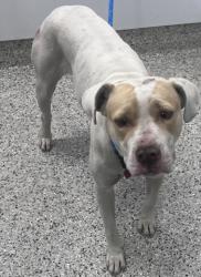 Shelter Stray Female Dog last seen Near BLOCK SUNSET ST, DETROIT MI 48212, 1431 E Ferry St, Detroit, MI 48211, USA