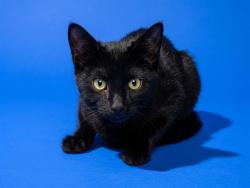 Shelter Stray Female Cat last seen Near BLOCK BARKER ST, 2020 Forest St, Jacksonville, FL 32204, USA