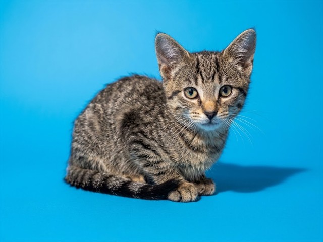 Shelter Stray Female Cat last seen Near BLOCK BARKER ST, 2020 Forest St, Jacksonville, FL 32204, USA