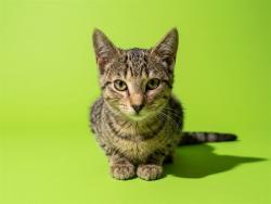 Shelter Stray Male Cat last seen Near BLOCK BARKER ST, 2020 Forest St, Jacksonville, FL 32204, USA