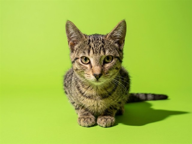 Shelter Stray Male Cat last seen Near BLOCK BARKER ST, 2020 Forest St, Jacksonville, FL 32204, USA