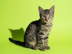 Shelter Stray Male Cat last seen Near BLOCK BARKER ST, 2020 Forest St, Jacksonville, FL 32204, USA