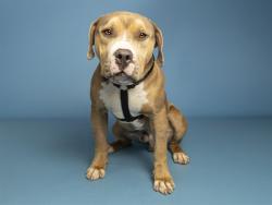 Shelter Stray Male Dog last seen JACKRABBIT RD AND YUMA RD, 5501 E Van Buren St, Phoenix, AZ 85008, USA