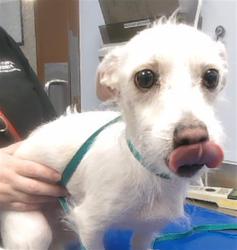 Shelter Stray Male Dog last seen 371ST AVE AND INDIAN SCHOOL RD, 2500 S 27th Ave, Phoenix, AZ 85009, USA