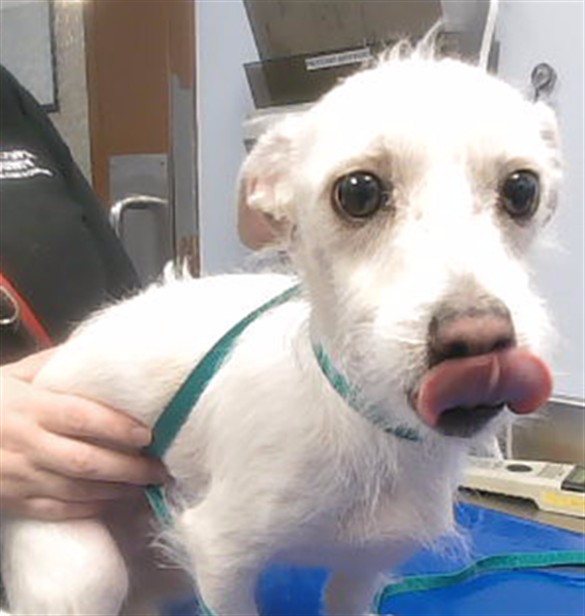 Shelter Stray Male Dog last seen 371ST AVE AND INDIAN SCHOOL RD, 2500 S 27th Ave, Phoenix, AZ 85009, USA