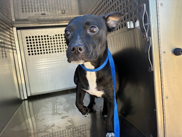 Shelter Stray Female Dog last seen N 98TH ST AND E BILLINGS ST, 2500 S 27th Ave, Phoenix, AZ 85009, USA