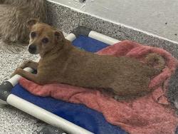 Shelter Stray Male Dog last seen , 4000 N Silverbell Rd, Tucson, AZ 85745, USA