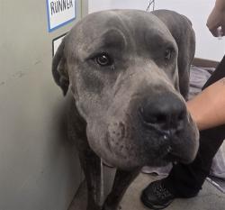 Shelter Stray Unknown Dog last seen , 4000 N Silverbell Rd, Tucson, AZ 85745, USA