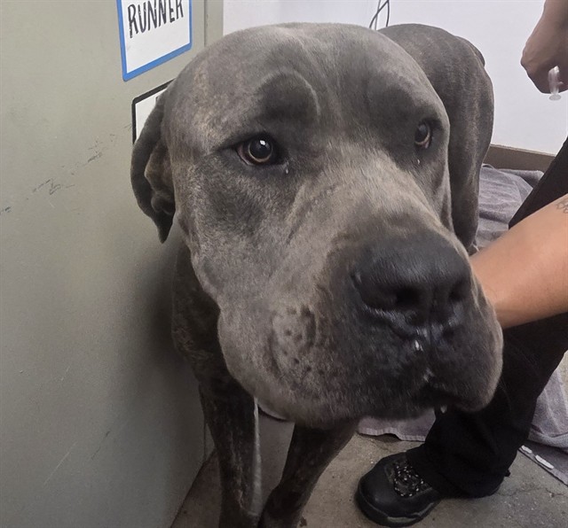 Shelter Stray Male Dog last seen , 4000 N Silverbell Rd, Tucson, AZ 85745, USA