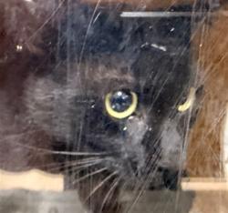 Shelter Stray Male Cat last seen , 957 N Gaffey St, San Pedro, CA 90731, USA