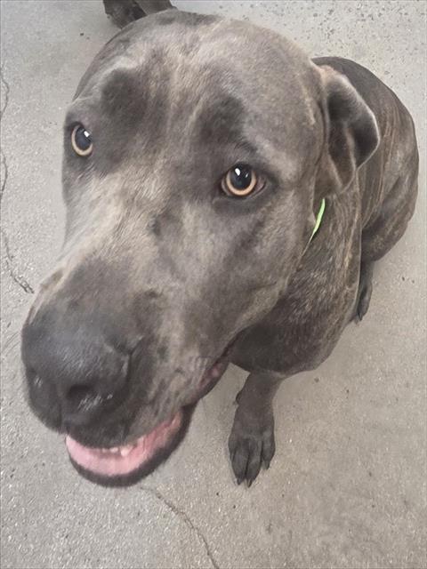 Shelter Stray Female Dog last seen , 4000 N Silverbell Rd, Tucson, AZ 85745, USA