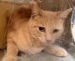 Shelter Stray Female Cat last seen , 957 N Gaffey St, San Pedro, CA 90731, USA