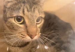 Shelter Stray Unknown Cat last seen , 957 N Gaffey St, San Pedro, CA 90731, USA