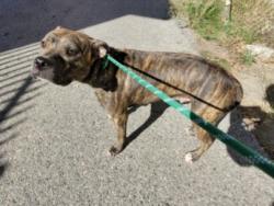 Shelter Stray Female Dog last seen , 957 N Gaffey St, San Pedro, CA 90731, USA