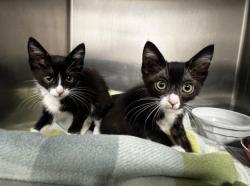 Shelter Stray Female Cat last seen , 957 N Gaffey St, San Pedro, CA 90731, USA