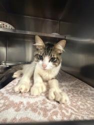 Shelter Stray Male Cat last seen , 957 N Gaffey St, San Pedro, CA 90731, USA