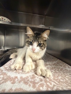 Shelter Stray Male Cat last seen , 957 N Gaffey St, San Pedro, CA 90731, USA