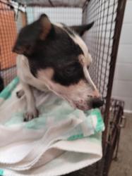Shelter Stray Female Dog last seen , 957 N Gaffey St, San Pedro, CA 90731, USA