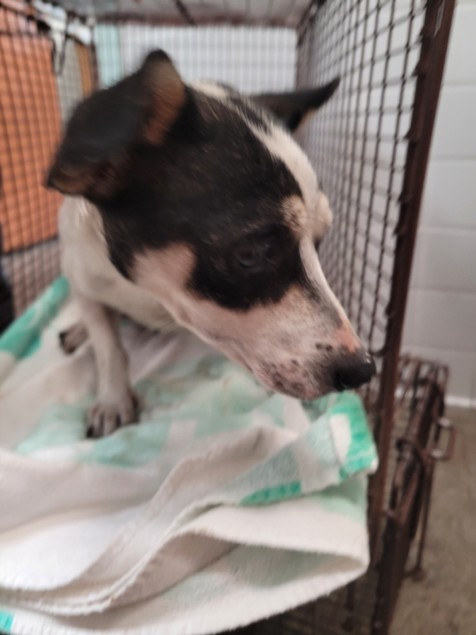 Shelter Stray Female Dog last seen , 957 N Gaffey St, San Pedro, CA 90731, USA