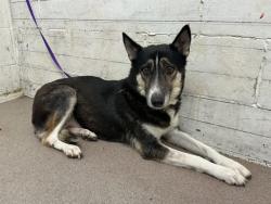 Shelter Stray Female Dog last seen SAN CARLOS X ADAMS, 333 Chandler Pl, San Bernardino, CA 92408, USA