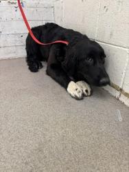 Shelter Stray Female Dog last seen Near BLOCK W 7TH, 333 Chandler Pl, San Bernardino, CA 92408, USA