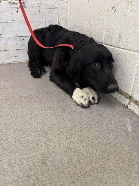 Shelter Stray Female Dog last seen Near BLOCK W 7TH, 333 Chandler Pl, San Bernardino, CA 92408, USA