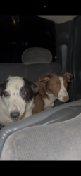 Found/Stray Female Dog last seen Gilbert rd, Stanislaus County, CA 95307