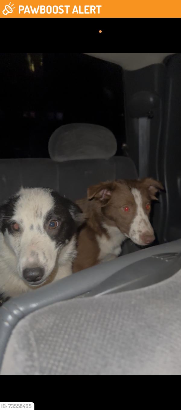 Found/Stray Female Dog last seen Gilbert rd, Stanislaus County, CA 95307