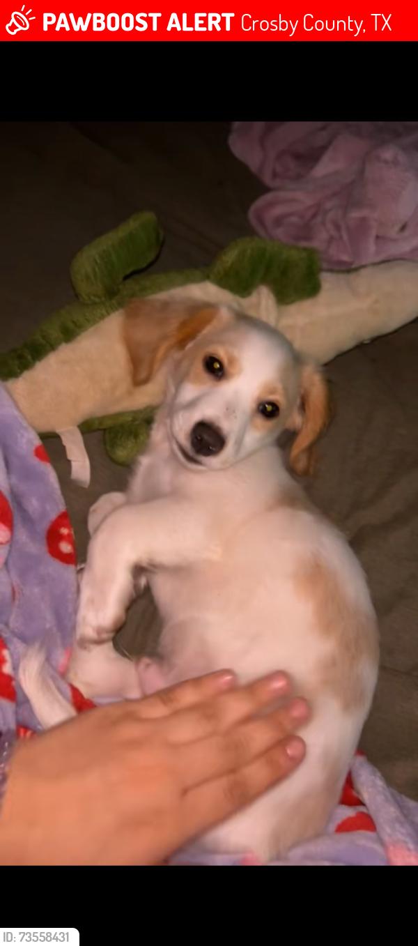 Lost Male Dog last seen highway 82, Crosby County, TX 79322